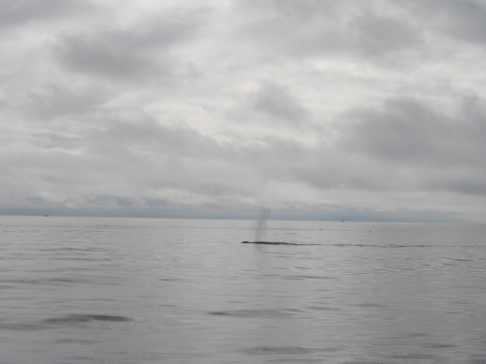 Life with Dylan Blue Whale Trip with Aquarium of the Pacific aboard