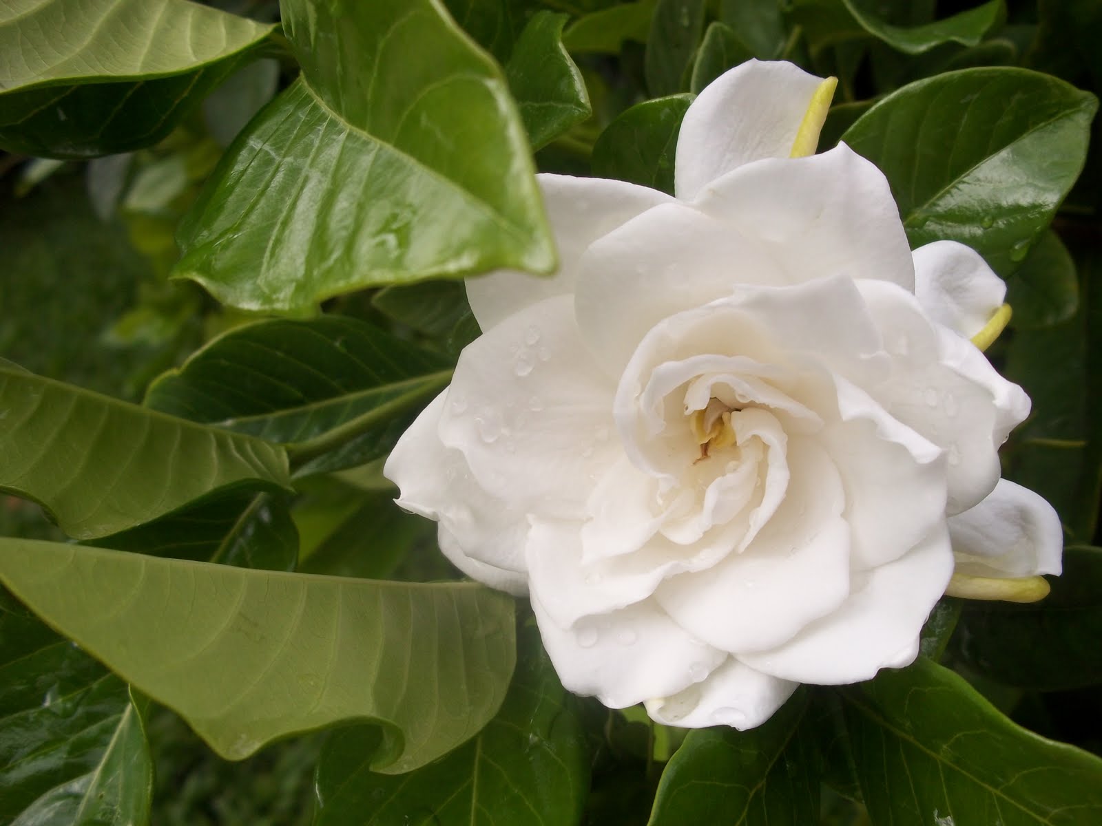 The Homeless Finch Taking Time to Smell the Gardenias