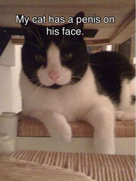 http://4.bp.blogspot.com/-06nrr-iRxrE/T1-Z0SrpYCI/AAAAAAAAMHc/qDHbqBBiJT0/s1600/My+cat+has+a+penis+on+her+face.jpg