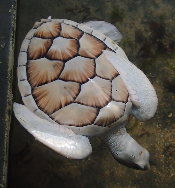 White Wolf Two rare albino turtles, living in a sanctuary in Sri
