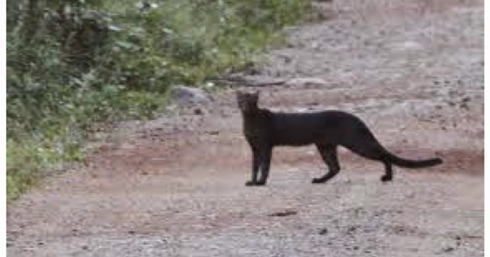 Texas Cryptid Hunter New Black Panther Sightings Reported