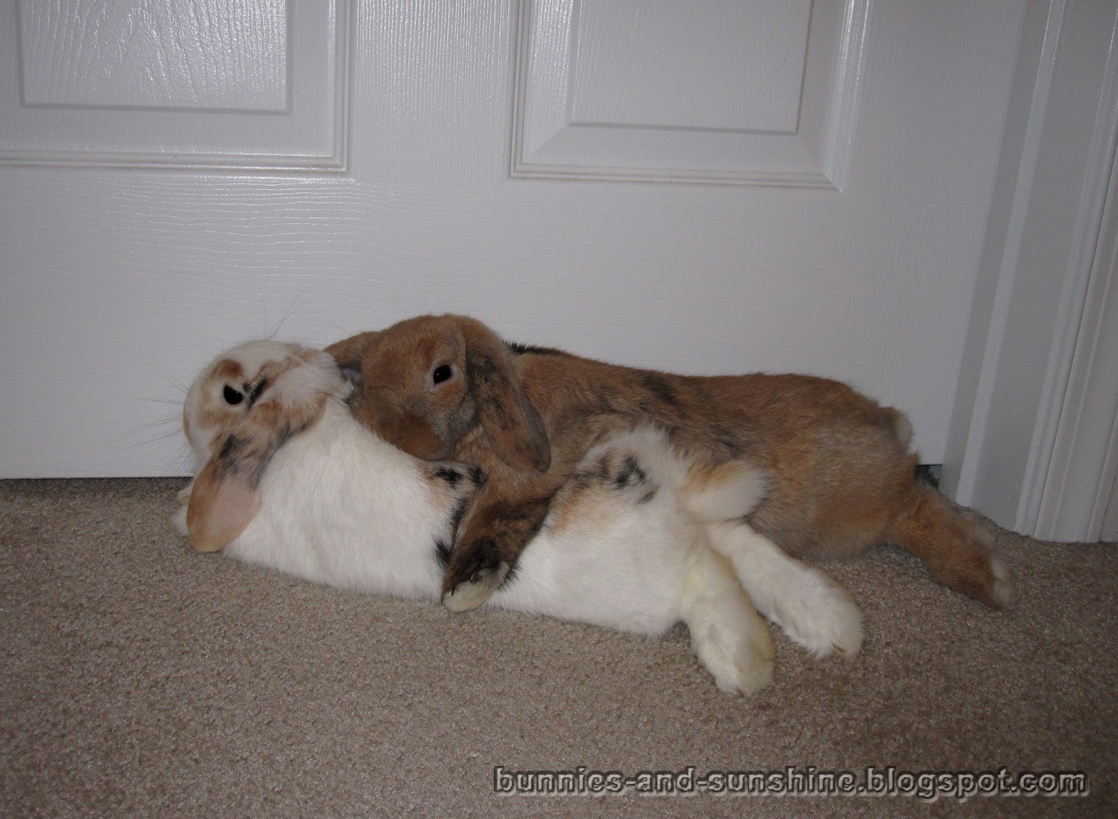 Bunnies and Sunshine: Sleepy bunny hug.