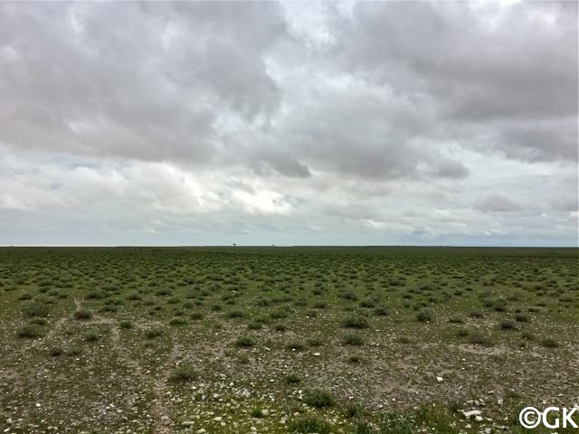 Auch das ist typisch für Etosha!