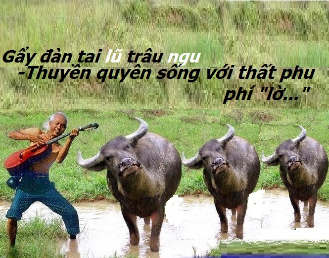 NGUYỄN THÁI SƠN: đàn gẩy tai...trâu !!