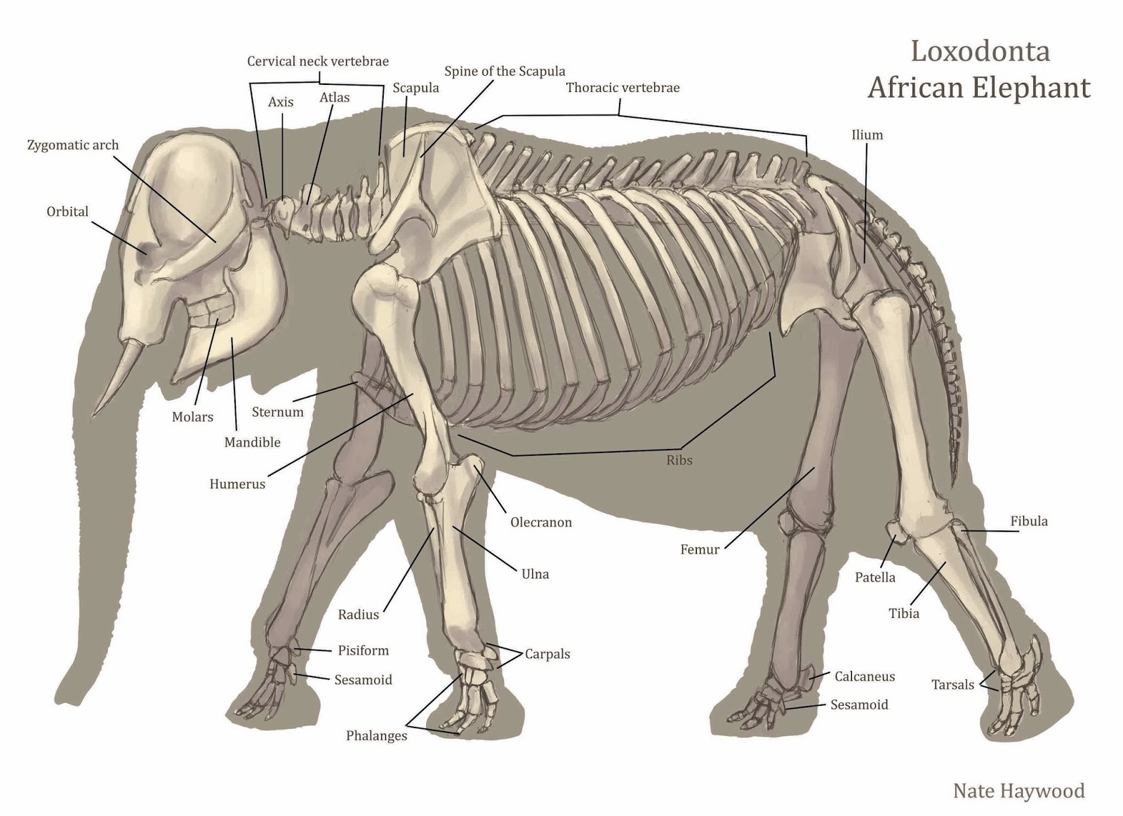The Art of Nate Haywood February 2014
