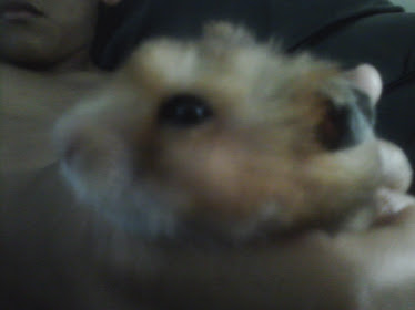 My brothers hamster, Ben