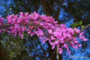 European Redbud, Judas tree (Cercis siliquastrum) flowering twig (european redbud love tree cercis siliquastrum flowers)
