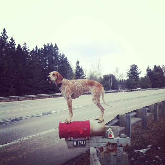 theron humphrey fotografia cachorro em cima de coisas se equilibrando maddie dog on things