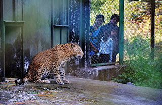 Leopard Rescue Centre at Khayerbari
