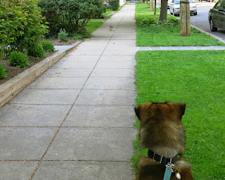 Theda and the bunny, Sunday, May 03, 2015, 6:01:35 PM