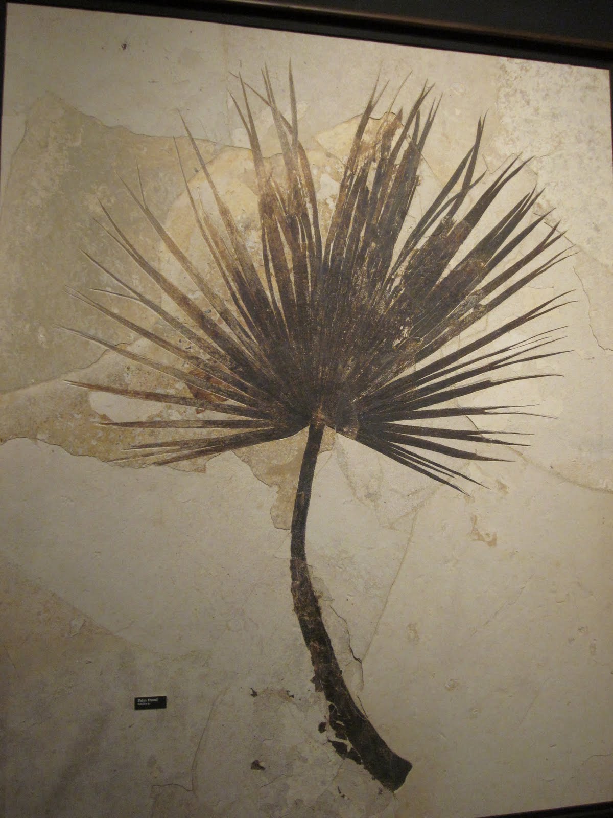 Chicago to Phoenix Dino Museum Random Fossils