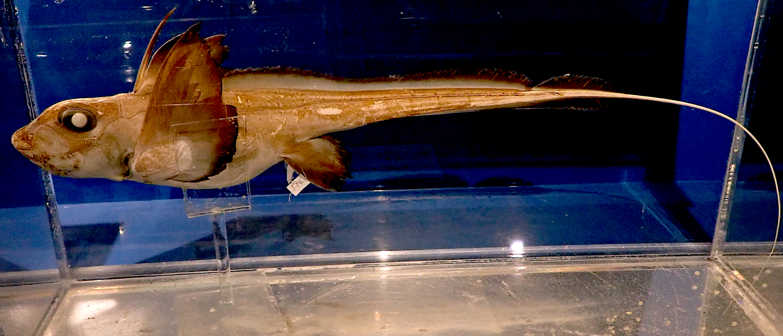 Aquarium Movies Japan Archive 生きている魚図鑑 ギンザメ Silver Chimaera Chimaera Phantasma