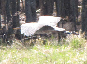 great blue heron flying