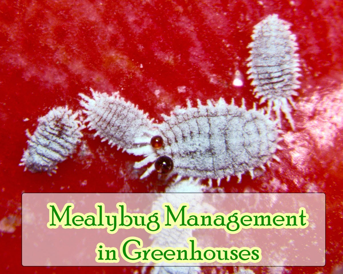 Garden and Farms Mealybugs Management in Greenhouse