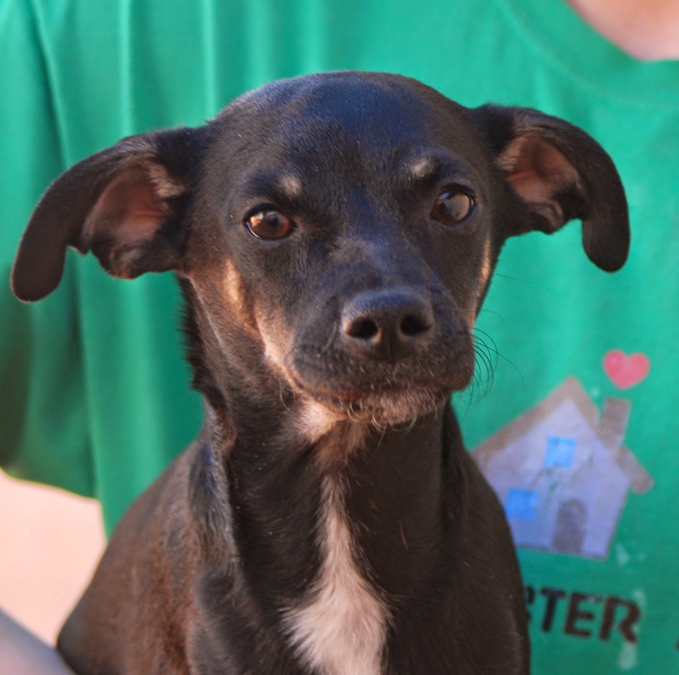 Manchester Terrier mix puppies debuting for adoption.