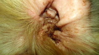 Cleaning Dogs Ears at Home Cleaning Dogs Ears at Home