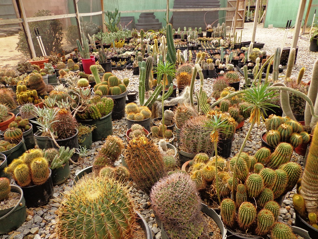 Prairiebreak Prickly business a Southern California specialty nursery