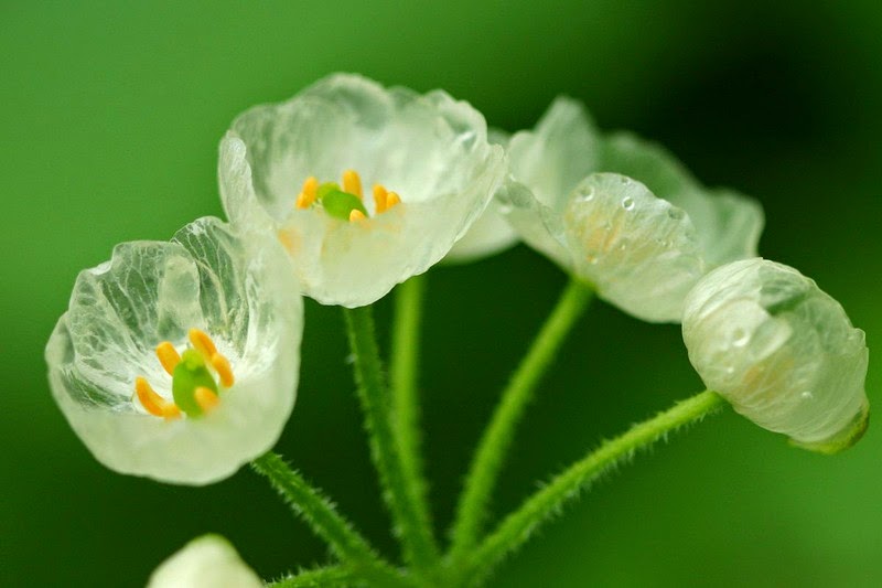 skeleton flowers