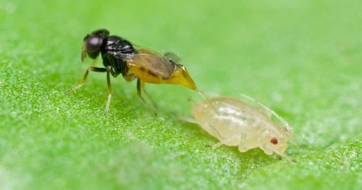 Variety of Life Aphelinus