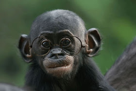 Gandhi Chimp