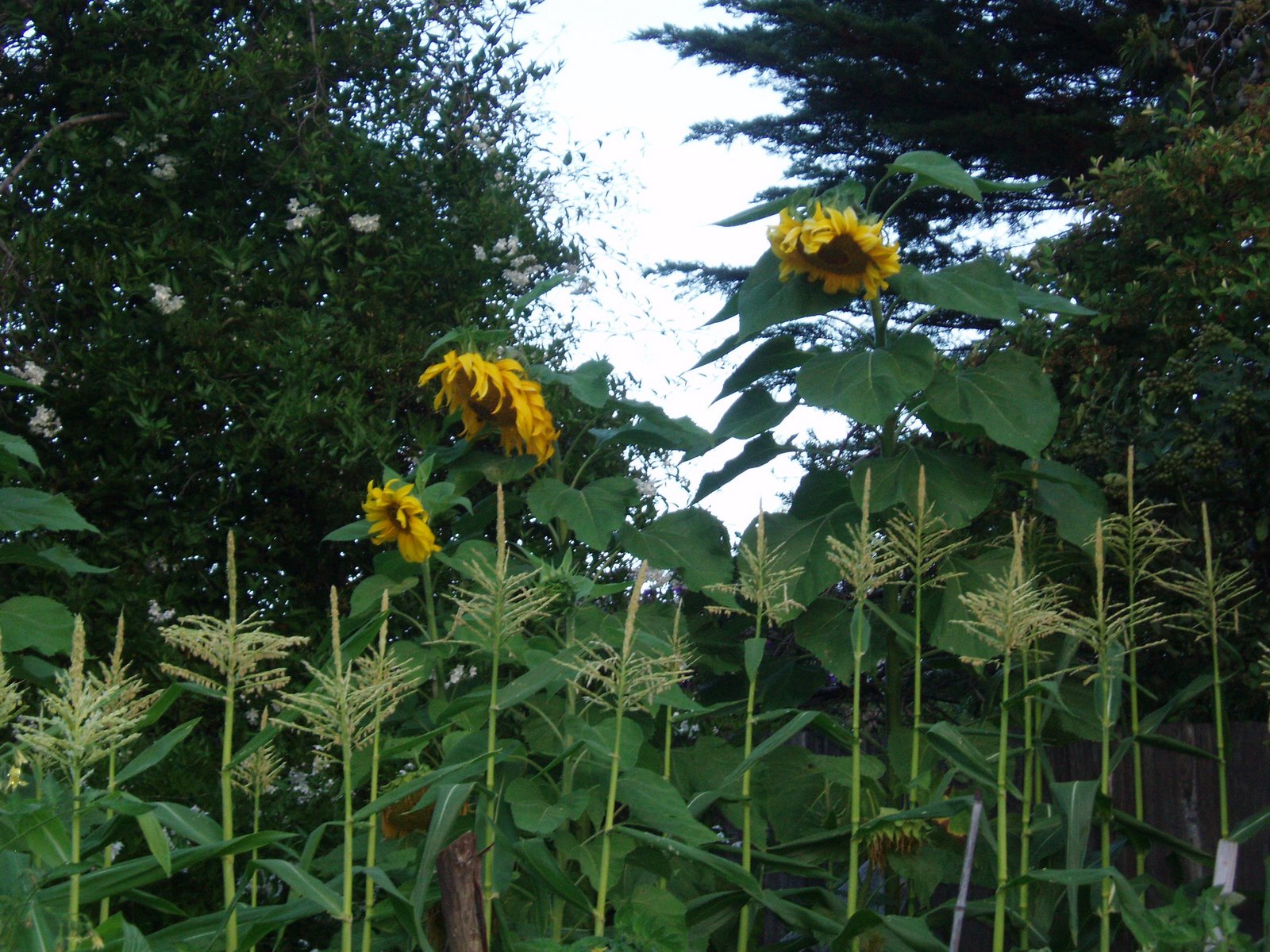 The Drew Patch Saturday's Backyard Bounty Giant Russian Sunflowers