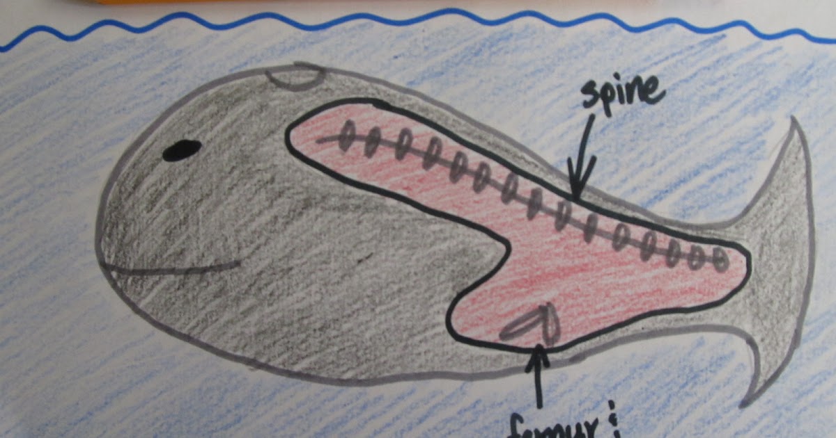 AP Bio Assignment Biological Collection Vestigial Structures