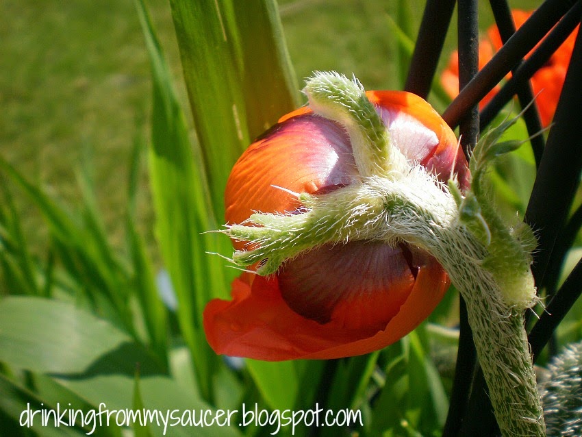 Drinking From My Saucer :: Living With Less ~ A Work in Progress