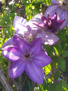 Beautiful Clematis