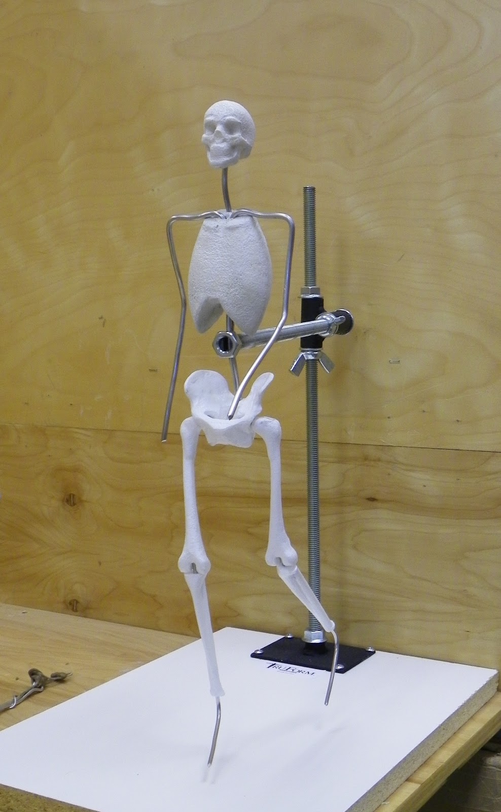 Pin em baby anatomy's