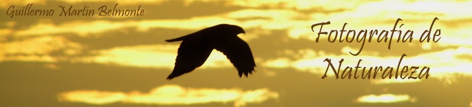 Guillermo M. Belmonte. Fotografía de Naturaleza.