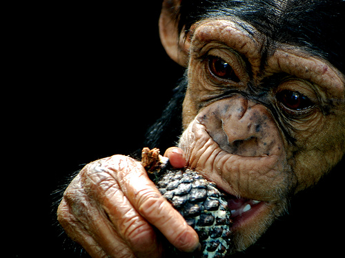 What Do Chimpanzees Eat And Drink What Do Chimpanzees Eat And Drink