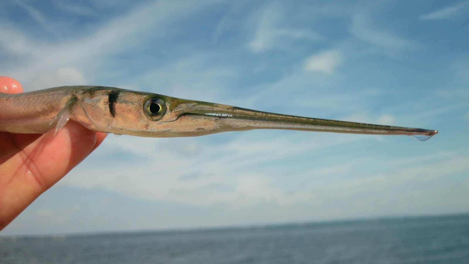 Nature on the Edge of New York City Many Small Fish in New York Harbor