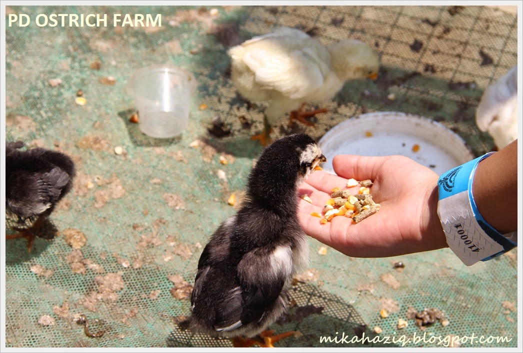 PD ostrich farm weekend kids kuala lumpur day trips