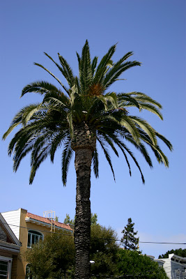 Palm Tree Pictures ~ Hits All