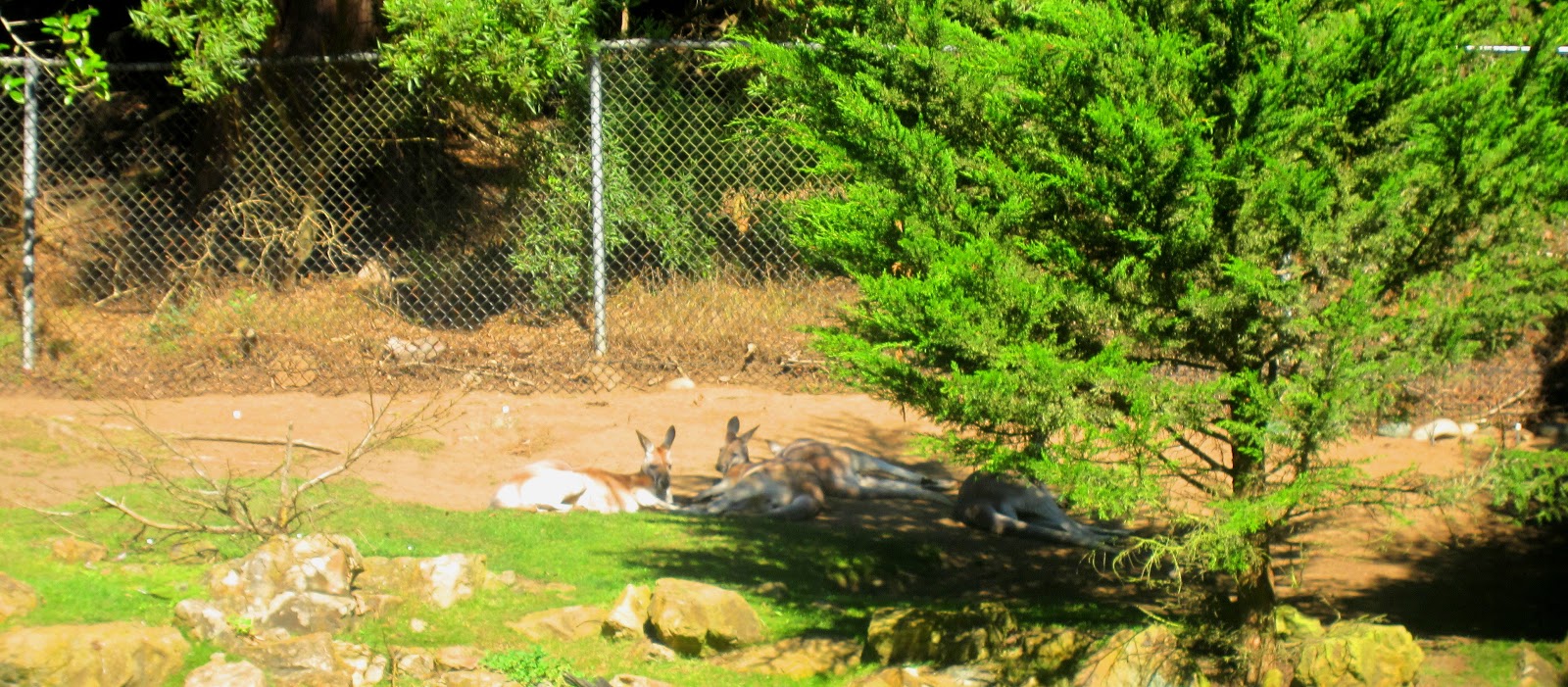 odense zoo rabat Tegn på ægløsning odense zoo rabat Tegn på ægløsning
