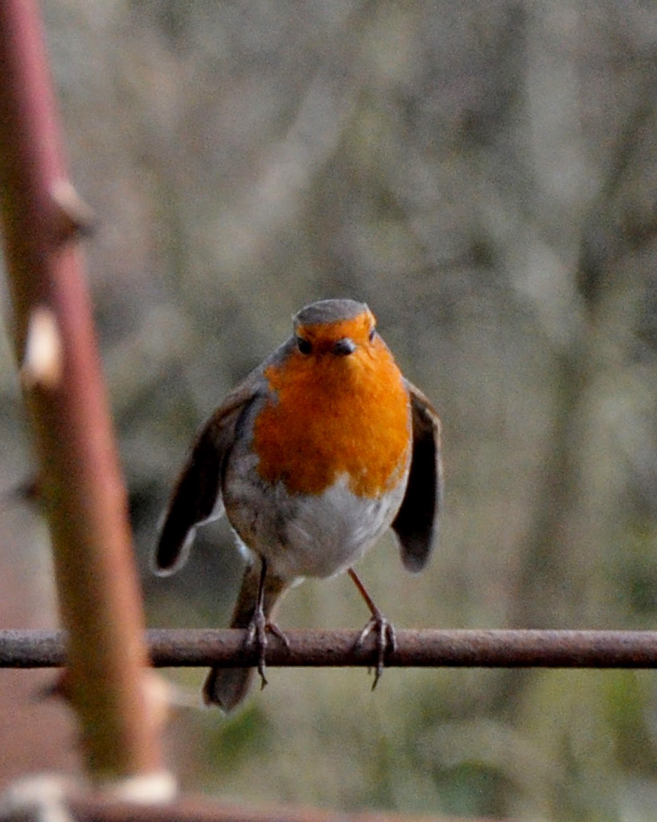 Robin at Kellie Castle Robin at Kellie Castle