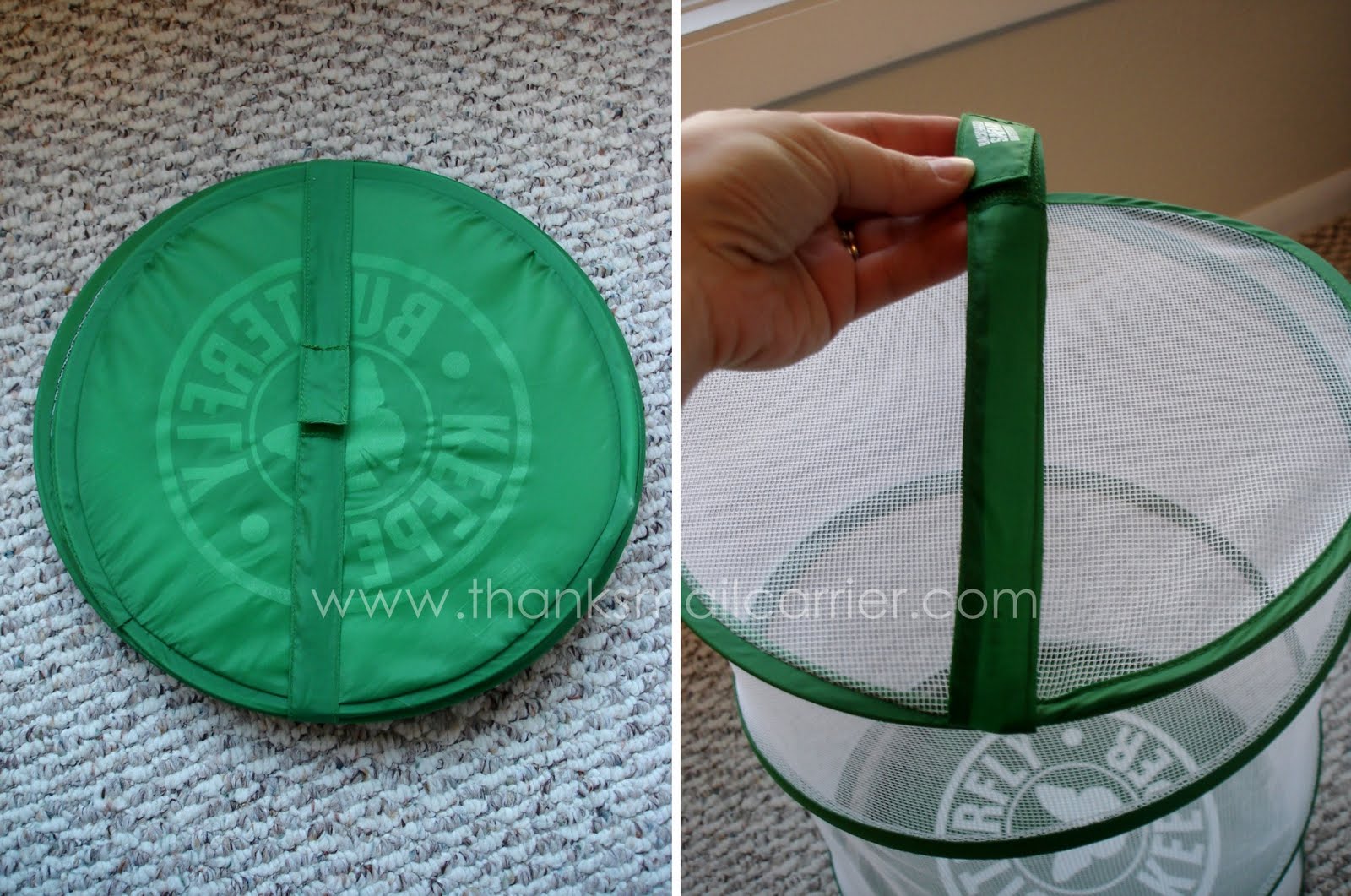 backyard safari adventures butterfly habitat