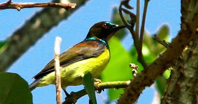 Kumpulan Foto Burung Kolibri Manggar Jantan Foto Burung Kicau