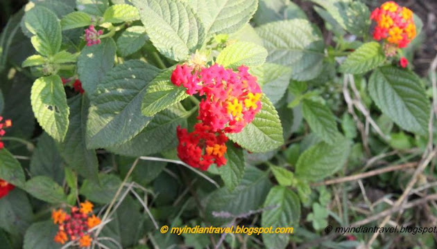 My India Travel: January 2012