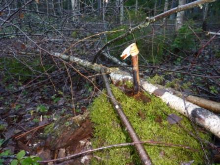 Bra fusk kissing i Upplands Väsby Bra fusk kissing i Upplands Väsby