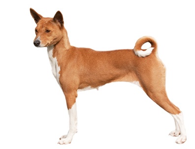 Reeds Of Dogs Names Reeds Of Dogs Names