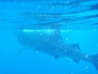 Whale sharks at Isla Holbox in Mexico