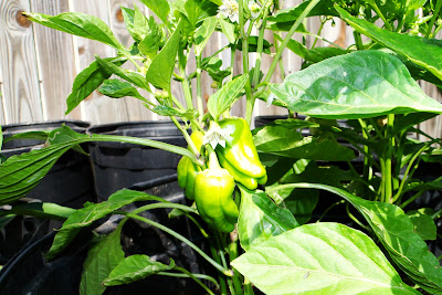 Cubanelle Sweet Peppers at Alejandro Farm Cubanelle Sweet Peppers at Alejandro Farm