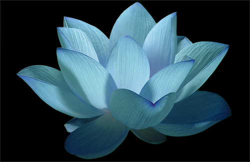 Blue Lotus Sangha