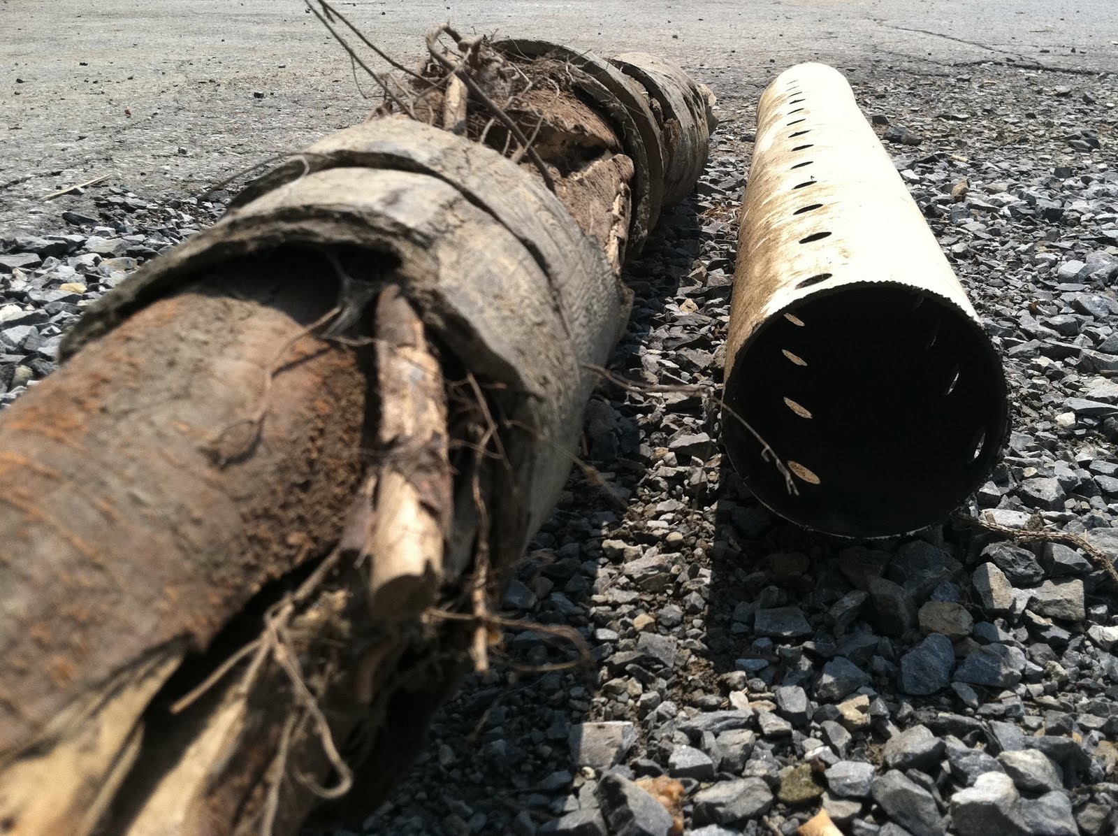 Herring Sanitation Septic Service Amazing Roots in Field Pipes