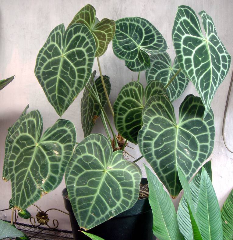 Cara Merawat Tanaman Dan Aneka Tanaman Hias: Tips Merawat Tanaman