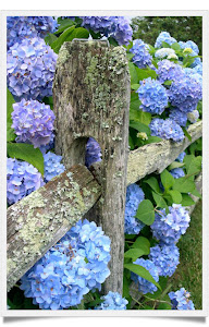 Le Hydrangea