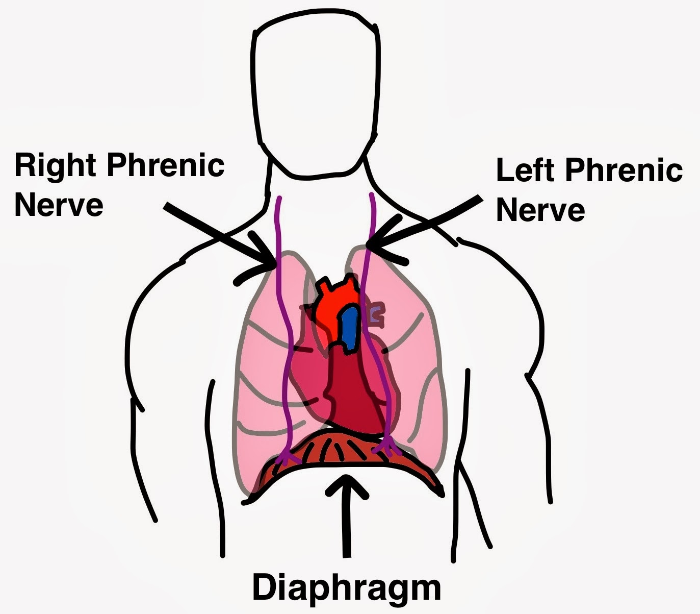 THE PAD CARDIOLOGY Diaphragmatic Pacing/ Phrenic Nerve Pacing
