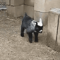 004-funny-animal-gifs-baby-goat-falls.gi