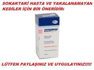 Gözü iltihaplı yakalanamayan kediler için bir çözüm önerisi 65